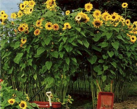 Magic garden with tall sunflowers